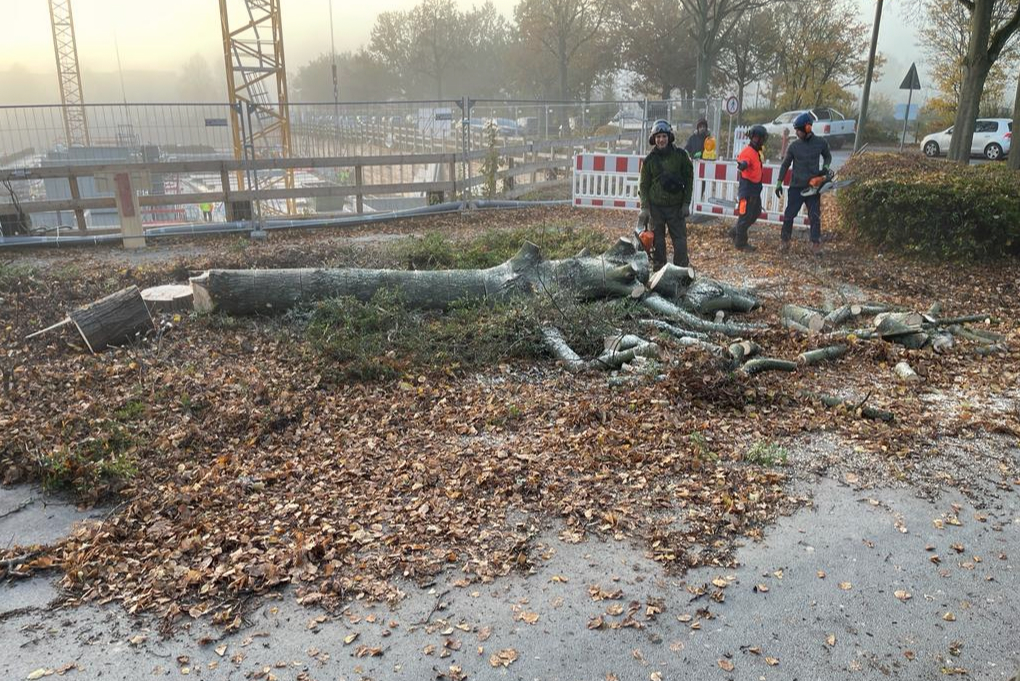 Gefällter Baum wird zerlegt